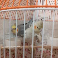 جفت عروس هلندی