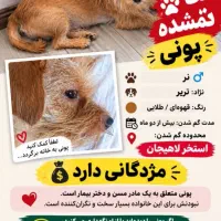 سگ تریر نر