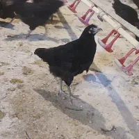تاقچه گلپایگان 105روزه مرغ خروس سیاه  جوجه جهادی|حیوانات مزرعه|مشهد, وکیل‌آباد|دیوار