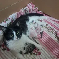 گربه واگذاری خانگی