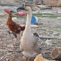 قوغاز اصیل