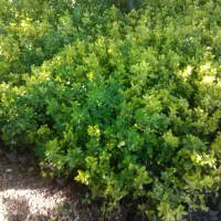 کارگر گلخانه
