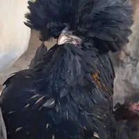 تخم مرغ نطفه دار|حیوانات مزرعه|اردبیل, |دیوار