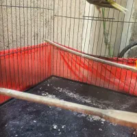 قناری نر خوب|پرنده|اسلام‌شهر, شهرک امام حسین (میان آباد)|دیوار