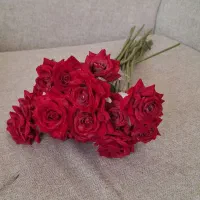 ۱۷شاخه گل رزلمسی