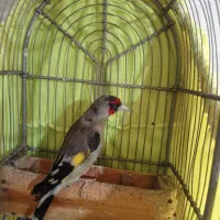 سهره دورگ زاغ