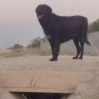 گمشده|حیوانات|نجف‌آباد, جلال آباد|دیوار