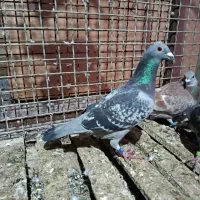 عراق نره|پرنده|خرمشهر, |دیوار