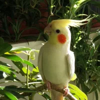 عروس هلندی گمشده