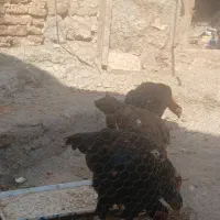 لاری|حیوانات مزرعه|ایواوغلی, |دیوار