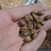 فروش دان قهوه عمده و پودریجات،گلد،اکسسوری،دستگاه