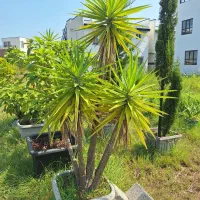 یوکا .سیکاس .کاج توپی بزرگ