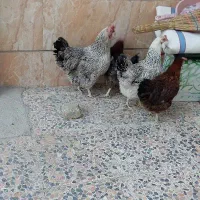مرغ
