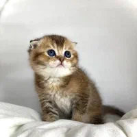 اسکاتیش و بریتیش