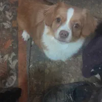 واگذاری  سگ  کوچک|سگ|مرودشت, تخت جمشید|دیوار