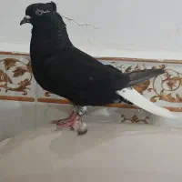 کبوتردم سفیدکفتر