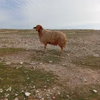 قوچ|حیوانات مزرعه|مهران (ایلام), |دیوار