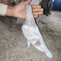 جوجه گوک معامله ای