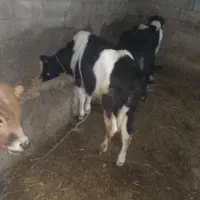 گاو گوساله نر محلی ۵عدد|حیوانات مزرعه|اردبیل, |دیوار