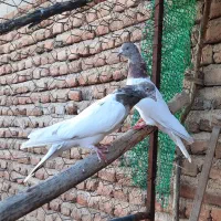 سپه نر و ماده