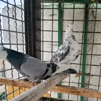 کفتر فروشی