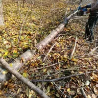 برش درخت در باغات حتی یک درخت|خدمات باغبانی و درختکاری|انزل, |دیوار