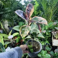 فیکوس کوچک فقط ۶۵|گل و گیاه طبیعی|اصفهان, شاه پسند|دیوار