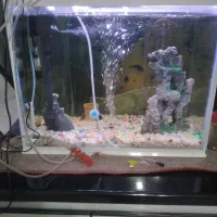 آکواریوم شیشه خم با تمام تجهیزات|ماهی|میاندوآب, |دیوار