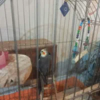 عروس هلندی مولد(همراه با ۷تا تخم)|پرنده|فردیس, سپید دشت|دیوار