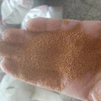 خاکشیر دیم