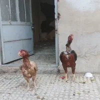 مرغ و خروس لاری|حیوانات مزرعه|بومهن, |دیوار