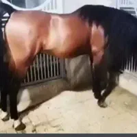 اسب