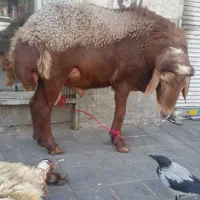 گوسفند گوساله زنده با قصاب