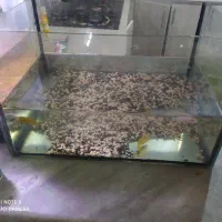 ماهی سیچلارد و بچه گوپی و اکواریوم|ماهی|اردبیل, |دیوار