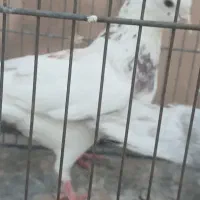نرطوقی غلط دار