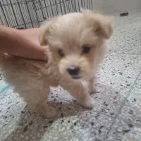 سگ عروسکی نژاد دار|سگ|مرودشت, قانون|دیوار