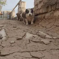واگزاری توله آلبای اصل 2تا ماده خون بالا|سگ|گنبد کاووس, |دیوار