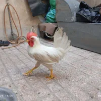 مرغ و خروس|حیوانات مزرعه|مشهد, شیرودی|دیوار