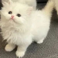 گربه