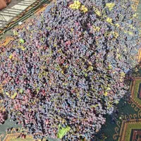 شیره انگور بوانات|خوردنی و آشامیدنی|شیراز, مسلم|دیوار