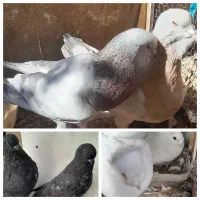 قره سوری لانگ فیس رواعب پرستویی