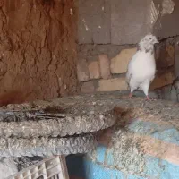 کمبود جا|پرنده|کوهدشت, |دیوار
