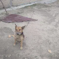 تعویض باپاکوتا|سگ|رامیان, |دیوار