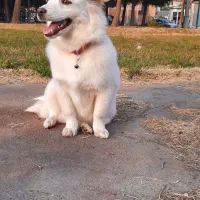 توله سگ|سگ|میاندوآب, |دیوار