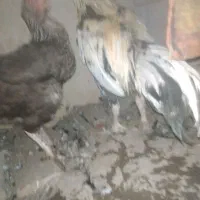 مرغ و خروس وبوقلمون
