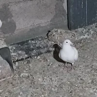 جفت سفید کرمونی