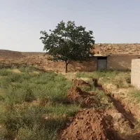 مرغداری