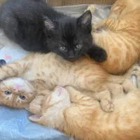 گربه|گربه|رشت, نامجو|دیوار