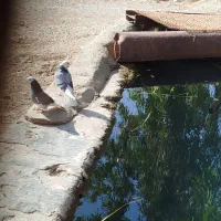 شازده|پرنده|سرپل ذهاب, |دیوار