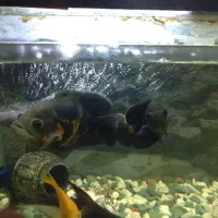 دوعدداسکار ویک عددفنکوس شکاری